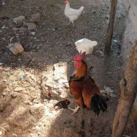 فروش 15 عدد مرغ و خروس محلی سالم و سرحال