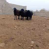 ۵راس بره نر ماده