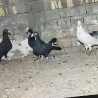 کفتر پلاکی دسته رسید|پرنده|یزد, |دیوار