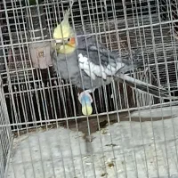 عروس نر سینامون مست