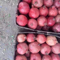 انار دانه قرمز درجه یک آبدار