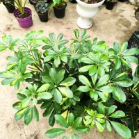 گل و کاکتوس|گل و گیاه طبیعی|نورآباد ممسنی, |دیوار