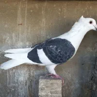 دوکت پلاکی کاکلی ماده