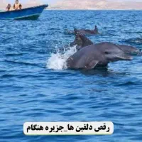 تور اقتصادی قشم|تور و چارتر|سبزوار, قصبه غربی|دیوار