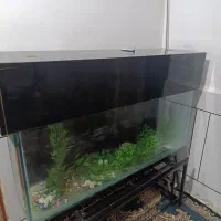 اکواریوم|ماهی|اندیمشک, |دیوار