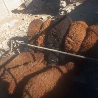 بره نر وماده|حیوانات مزرعه|نیشابور, ریوند|دیوار