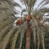 فروش باغ نخیلات و مرکبات در شهر جم|فروش زمین و ملک کلنگی|ریز, |دیوار