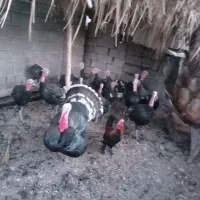 بوقلمون.|پرنده|بهبهان, |دیوار