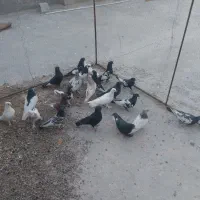 چند عدد رنگی نر وماده باهم دونه ی 400