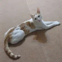 واگذاری گربه|گربه|ابهر, |دیوار