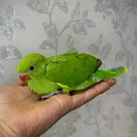 ملنگو / گرینچیک - سرلاکی