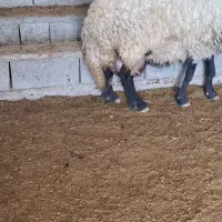 میش سنجابی چند قلوزا