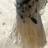 فروش هفت رنگ دم سفید نر پریده|پرنده|رفسنجان, |دیوار