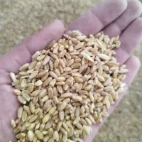 گندم‌برای‌پرنده|لوازم جانبی حیوانات|اصفهان, ارزنان|دیوار