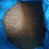 چلتوک ، برنج|خوردنی و آشامیدنی|مرودشت, محمد آباد|دیوار