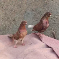 کفتر به شرط پرش خود بندر