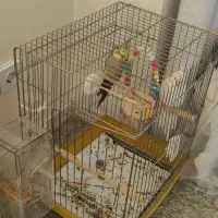 عروس هلندی|پرنده|محمدیه-قزوین, |دیوار