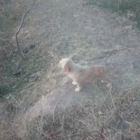 سگ پاکوتاه ماده|سگ|نیشابور, فضل|دیوار