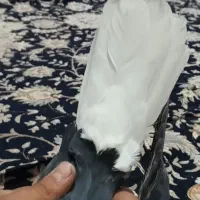 چند عدد کفتر عروسک|پرنده|بم, |دیوار