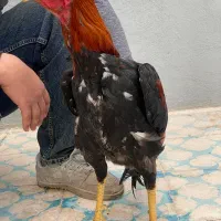 خروس لاری|حیوانات مزرعه|مشگین شهر, |دیوار