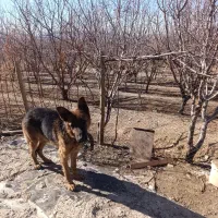 سگ ژرمن|سگ|ملایر, |دیوار