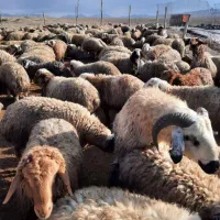 بازآر دآم گوسفند نروماده بدون ذره ای شکم|حیوانات مزرعه|مشهد, نوید|دیوار