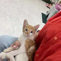 واگذاری گربه نارنجی دوماهه نر