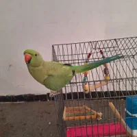 طوطی نر بالغ