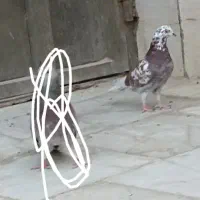 کبوتر گمشده