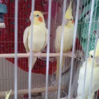 عروس هلندی نر و ماده  اهلی