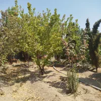باغ چهار دیواری با شرایط شما در جاهای با صفا|فروش زمین و ملک کلنگی|اصفهان, بوستان ناژوان|دیوار