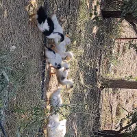 اردک|حیوانات مزرعه|فیروزکوه, |دیوار