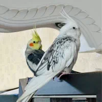 یک جفت عروس هلندی مولد