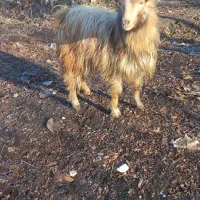 بز نر سالم و سرحال واسه قربانی