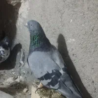 کفتر پرشی