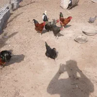 سه تا خروس آبپخش(رنگ قرمزها)