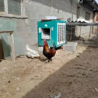 فروش اردک و غاز نر،تخم شاخدار،جوجه خروس،بوقلمون|حیوانات مزرعه|شیراز, نصرآباد|دیوار