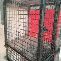 جفت کن اهنی کفتر کبوتر