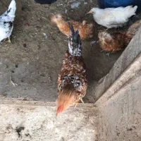 بوقلمون مرغ گلین نیمچه پولند|حیوانات مزرعه|شاهینشهر, شهرک امام علی|دیوار