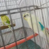 یک جفت مرغ عشق و سه جوجه|پرنده|مشهد, امام خمینی|دیوار