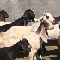20راس چپش پاکستانی جنس یک(میش بره بزغاله گوسفند)|حیوانات مزرعه|قم, آرامستان بهشت معصومه|دیوار