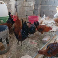 بوقلمون نر وخروس تعدادبالا فروشی|حیوانات مزرعه|کاشان, مشکات|دیوار