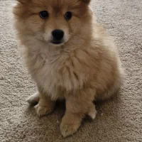 سگ توله پامر (آپارتمانی و اجتماعی)