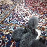 ۴عددبچه خرگوش