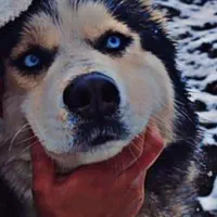 واگذاری هاسکی|سگ|لاهیجان, شهید آوینی|دیوار