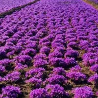 فروش زمین کشاورزی با 12ساعت آب|فروش زمین و ملک کلنگی|تربت‌حیدریه, پائین ولایت|دیوار
