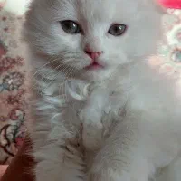 بچه گربه نژاد دار  ۳ ماهه|گربه|کرمان, |دیوار