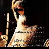 اسب سواری ومحل نگهداری وآموزش سوارکاری درصورت نیاز|اسب و تجهیزات اسبسواری|تنکابن, |دیوار