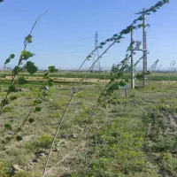 فروش فوری زمین