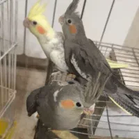 فروش جوجه یکماه عروس هلندی